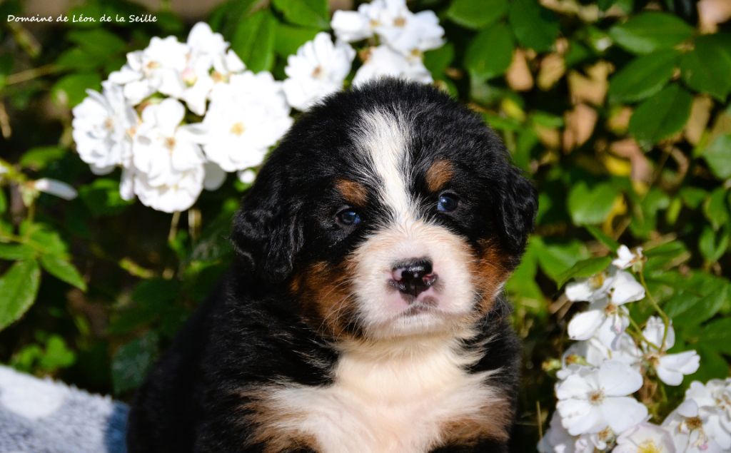 du Domaine De Léon De La Seille - Chiots disponibles - Bouvier Bernois