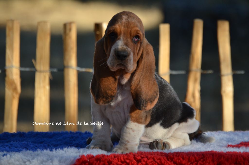 Chiot Basset Hound du Domaine De Léon De La Seille