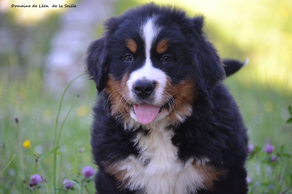 Chiot Bouvier Bernois du Domaine De Léon De La Seille