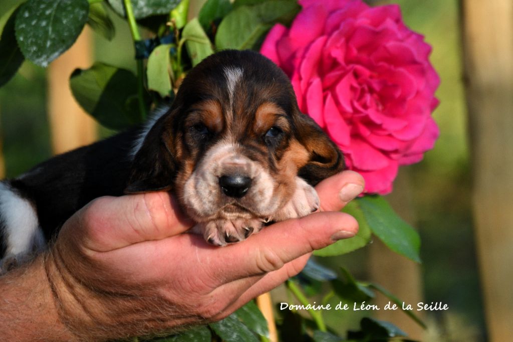 du Domaine De Léon De La Seille - Chiots disponibles - Basset Hound