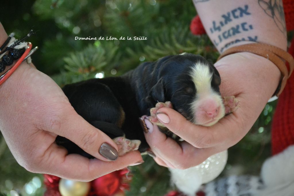 du Domaine De Léon De La Seille - Chiots disponibles - Bouvier Bernois