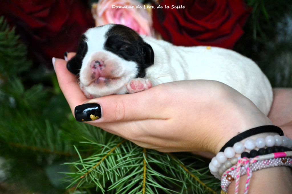 du Domaine De Léon De La Seille - Chiots disponibles - Jack Russell Terrier