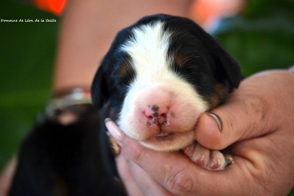 Chiot Bouvier Bernois du Domaine De Léon De La Seille