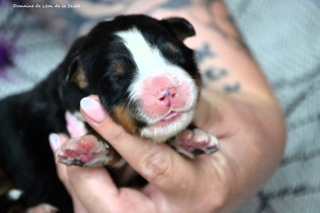 du Domaine De Léon De La Seille - Chiots disponibles - Bouvier Bernois