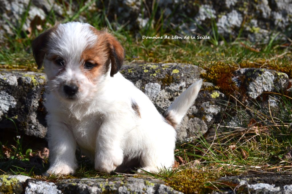 du Domaine De Léon De La Seille - Chiots disponibles - Jack Russell Terrier