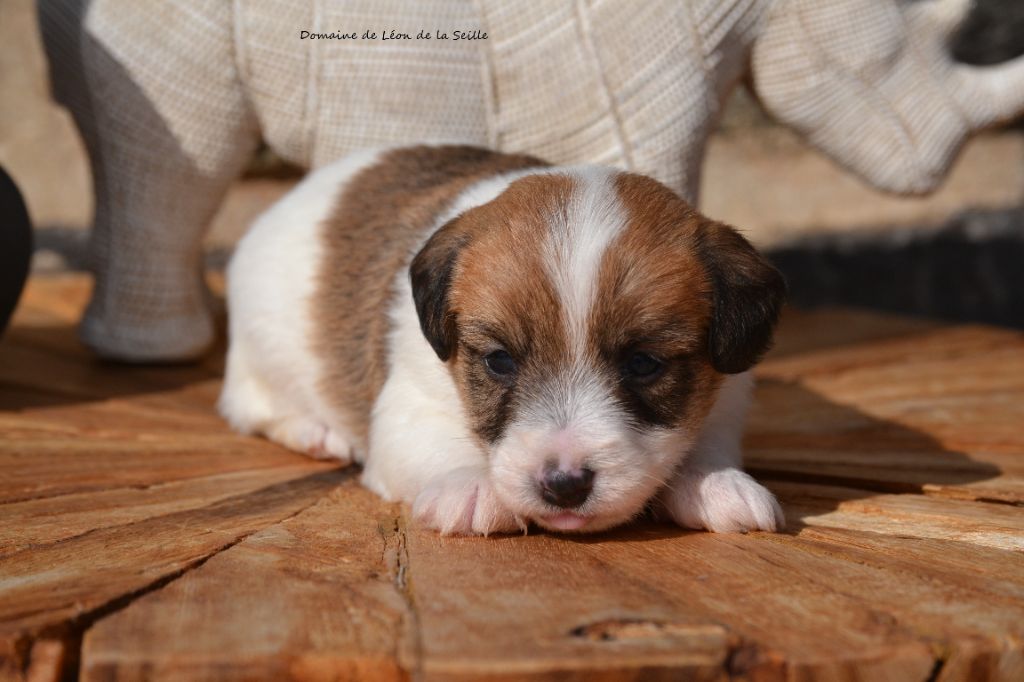 du Domaine De Léon De La Seille - Chiots disponibles - Jack Russell Terrier