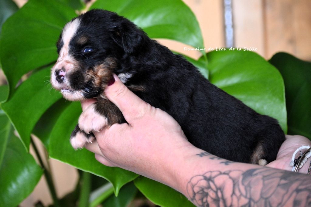 du Domaine De Léon De La Seille - Chiots disponibles - Bouvier Bernois