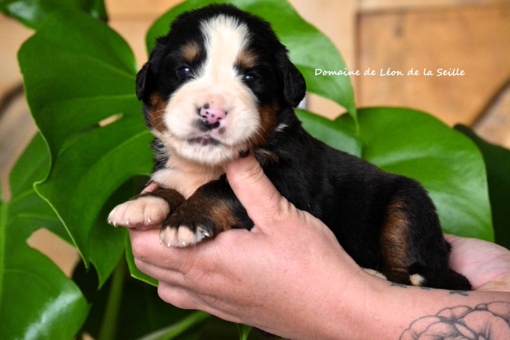du Domaine De Léon De La Seille - Chiots disponibles - Bouvier Bernois