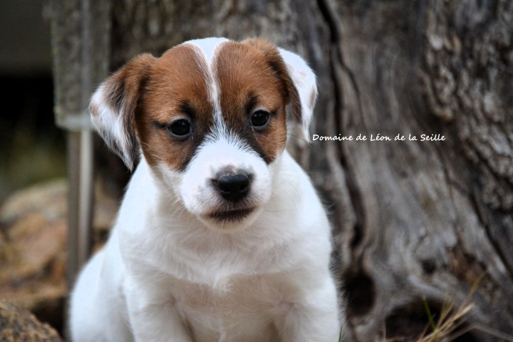 Chiot Jack Russell Terrier du Domaine De Léon De La Seille