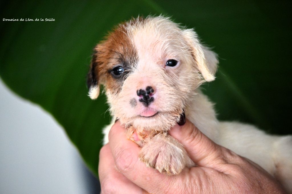 du Domaine De Léon De La Seille - Jack Russell Terrier - Portée née le 19/10/2025