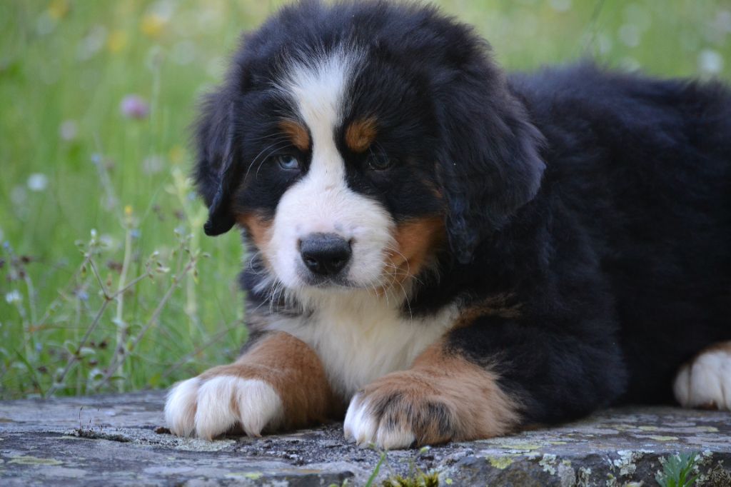 du Domaine De Léon De La Seille - Chiots disponibles - Bouvier Bernois