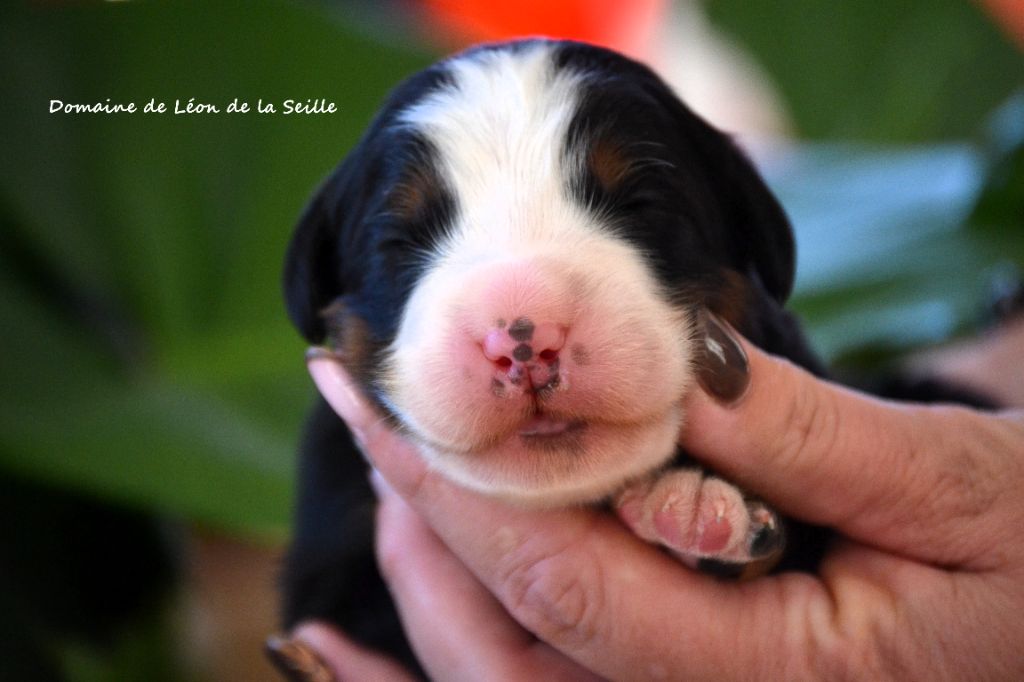 du Domaine De Léon De La Seille - Chiots disponibles - Bouvier Bernois