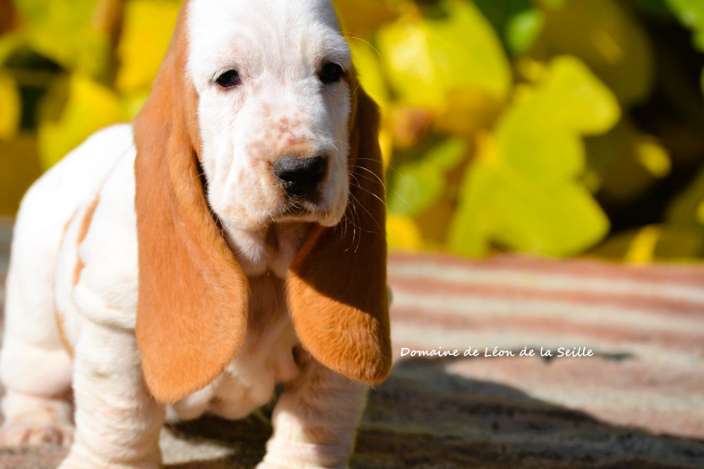 Chiot Basset Hound du Domaine De Léon De La Seille