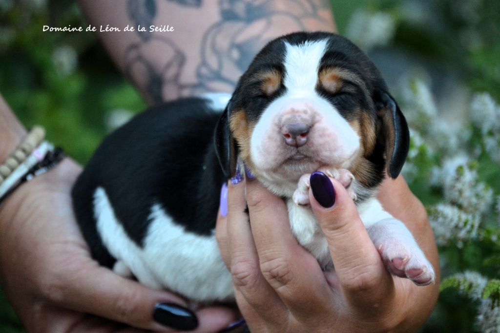du Domaine De Léon De La Seille - Chiots disponibles - Basset Hound