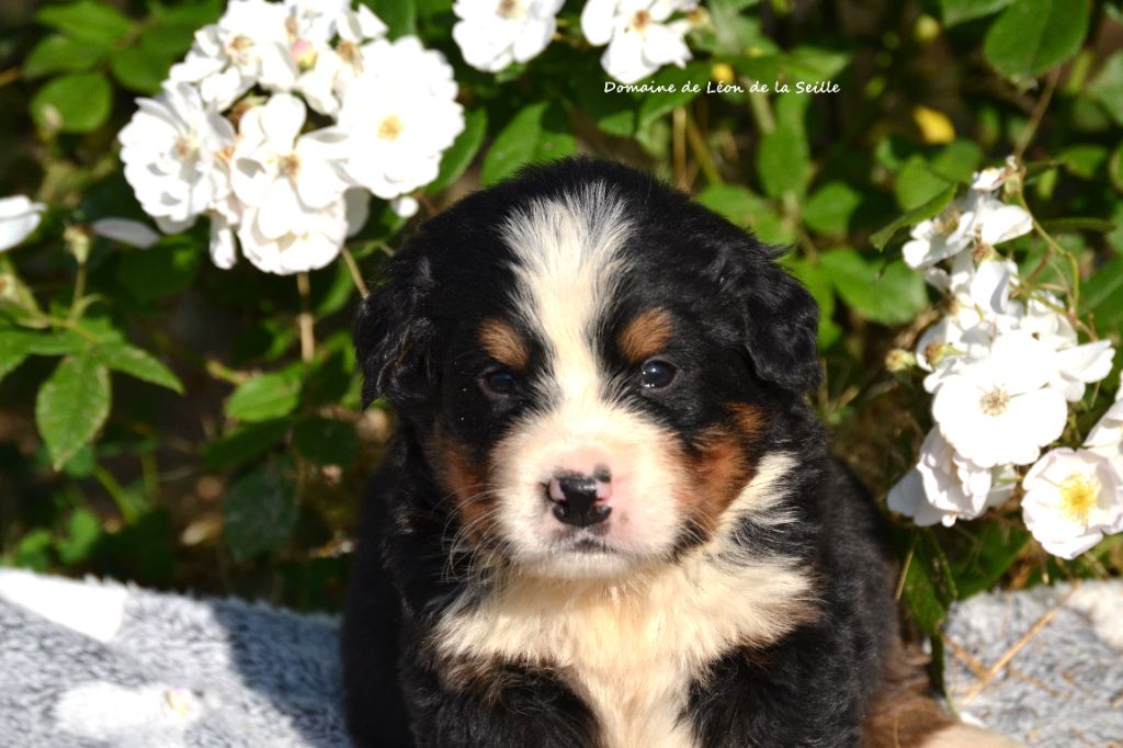 du Domaine De Léon De La Seille - Chiots disponibles - Bouvier Bernois