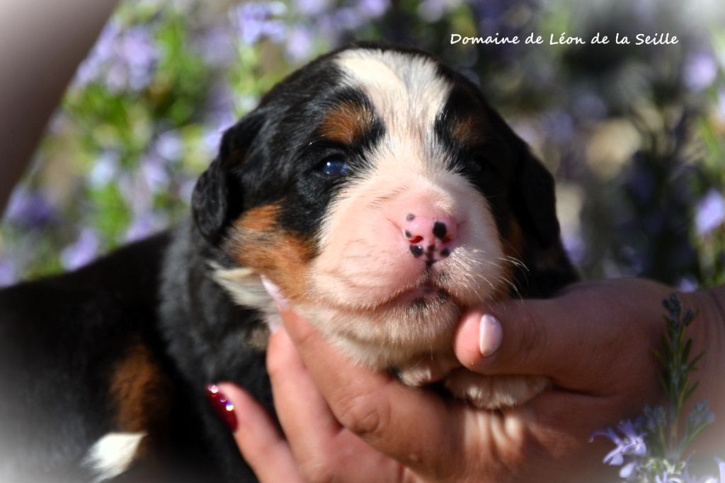 du Domaine De Léon De La Seille - Chiots disponibles - Bouvier Bernois