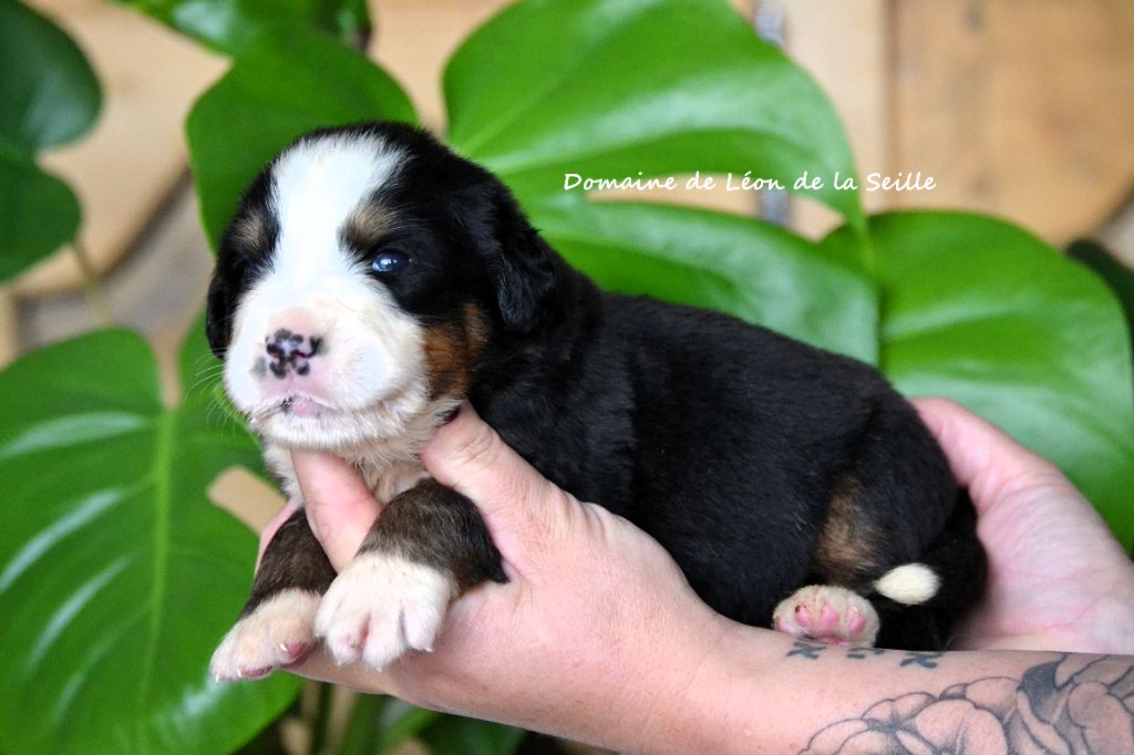 du Domaine De Léon De La Seille - Chiots disponibles - Bouvier Bernois