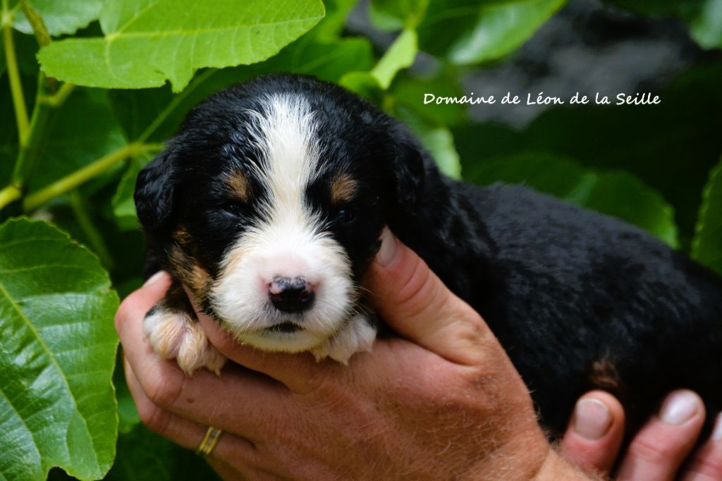 du Domaine De Léon De La Seille - Chiots disponibles - Bouvier Bernois