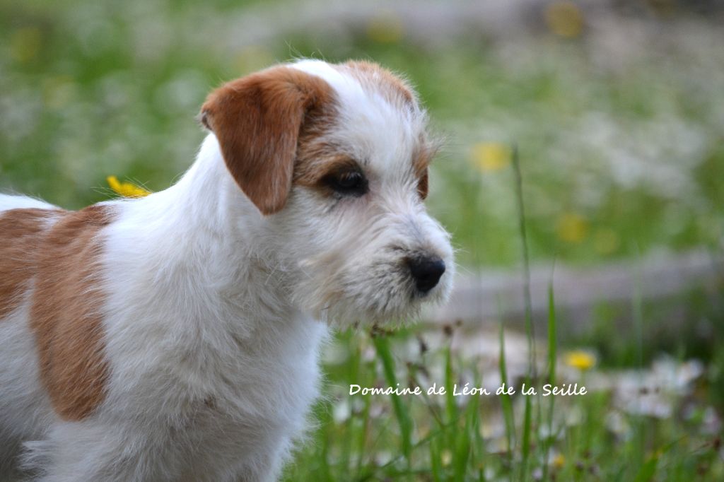 Chiot Jack Russell Terrier du Domaine De Léon De La Seille