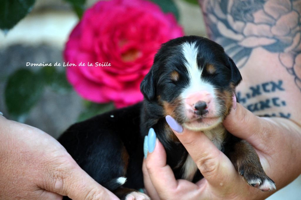 du Domaine De Léon De La Seille - Chiots disponibles - Bouvier Bernois