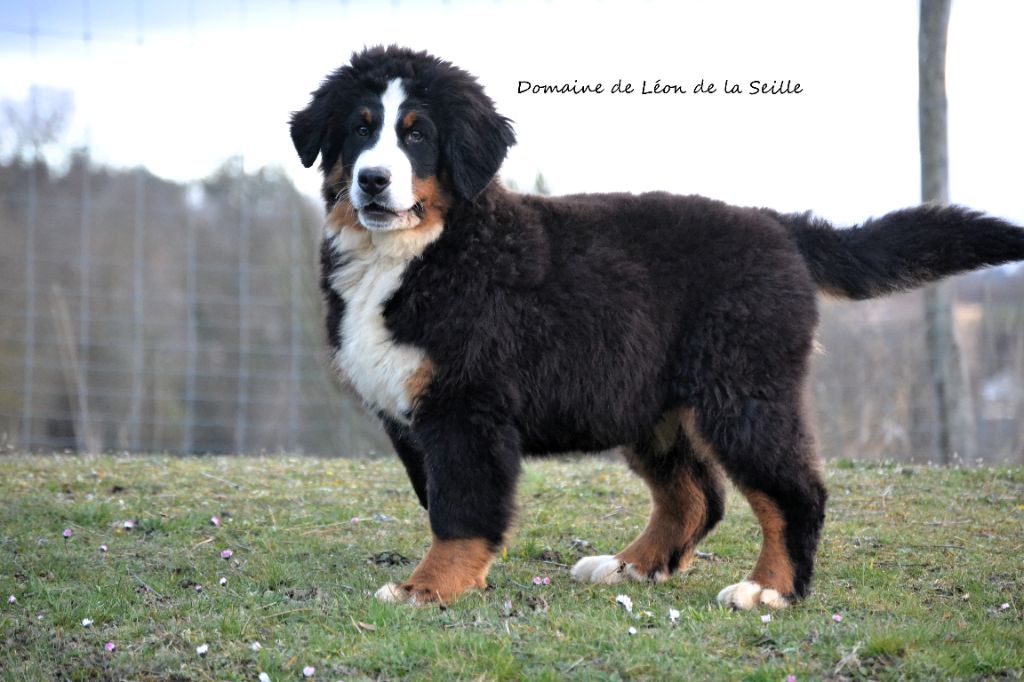 Chiot Bouvier Bernois du Domaine De Léon De La Seille
