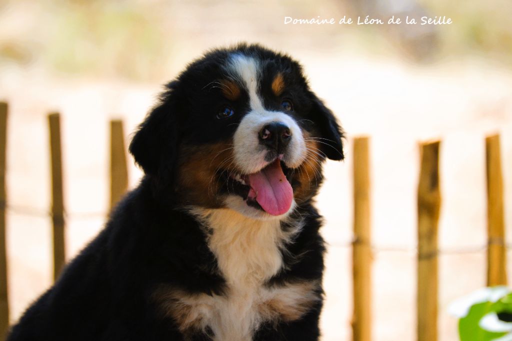 ALPHA DU DOMAINE DE LEON DE LA SEILLE