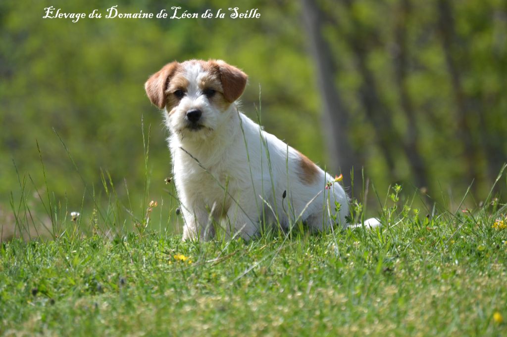 Chiot Jack Russell Terrier du Domaine De Léon De La Seille
