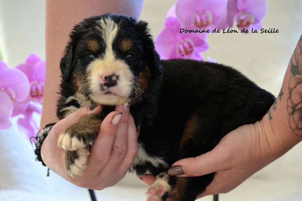 du Domaine De Léon De La Seille - Chiots disponibles - Bouvier Bernois