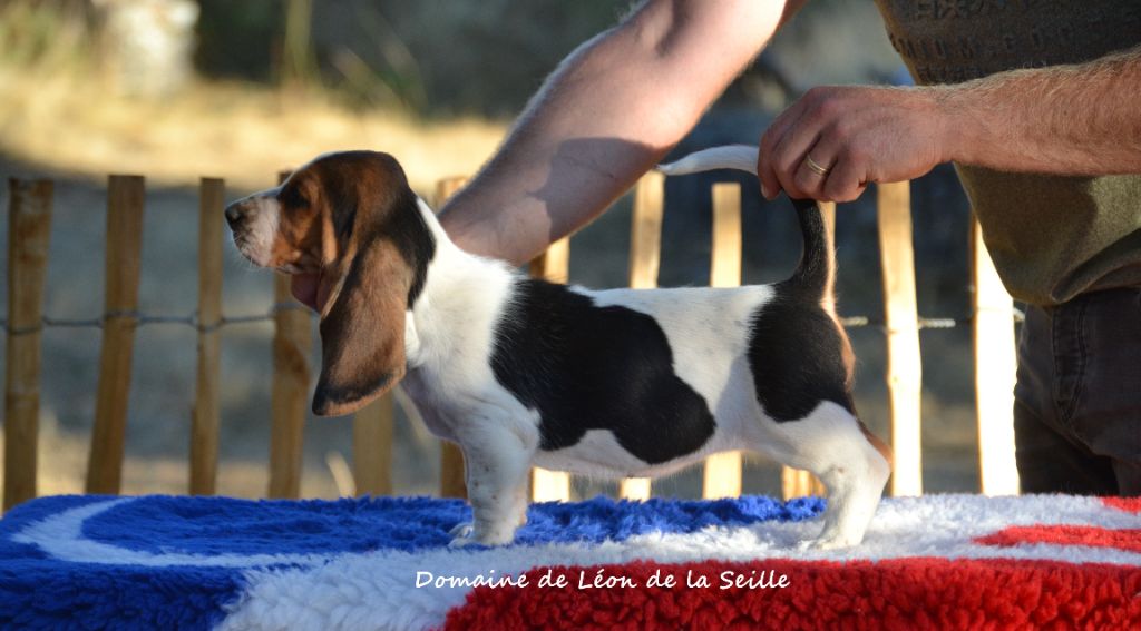 ARLETTE DU DOMAINE DE LEON DE LA SEILLE