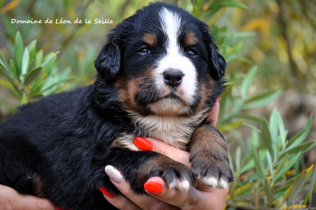 du Domaine De Léon De La Seille - Chiots disponibles - Bouvier Bernois