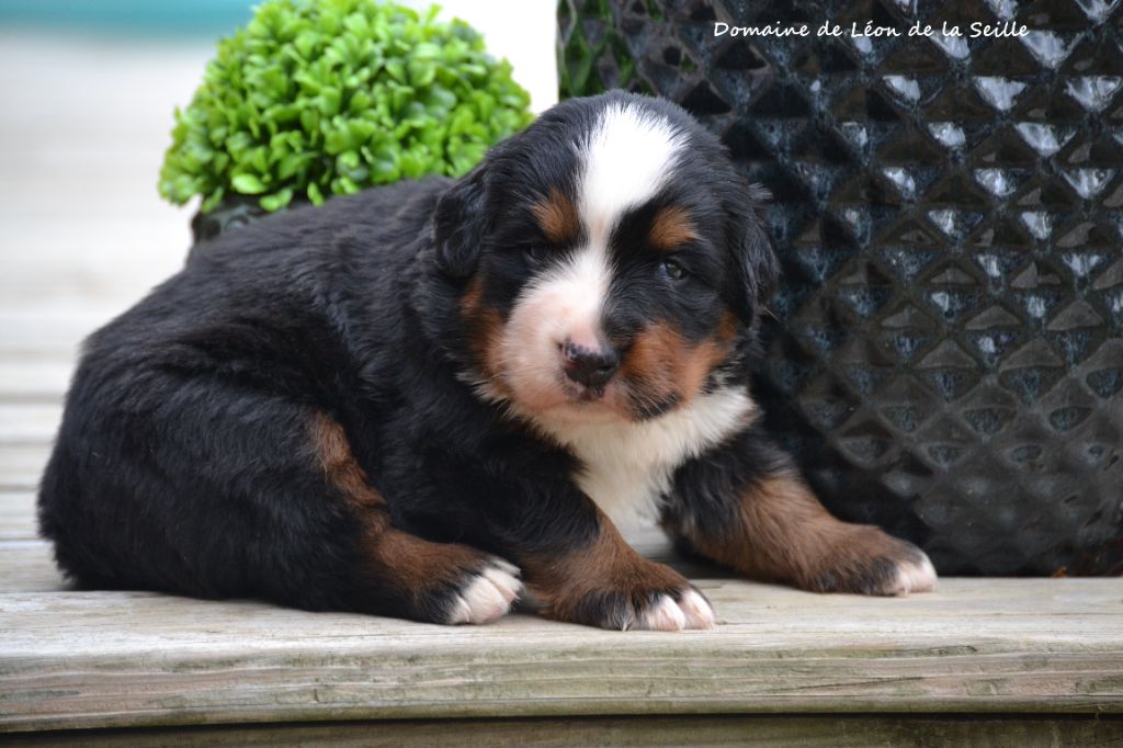 du Domaine De Léon De La Seille - Chiots disponibles - Bouvier Bernois