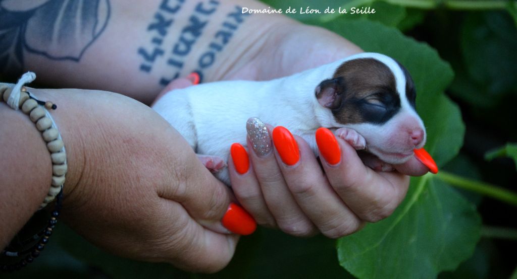 Chiot Jack Russell Terrier du Domaine De Léon De La Seille