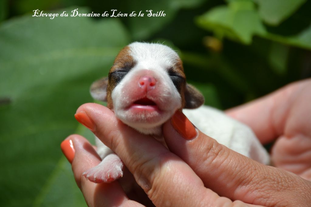 du Domaine De Léon De La Seille - Chiots disponibles - Jack Russell Terrier