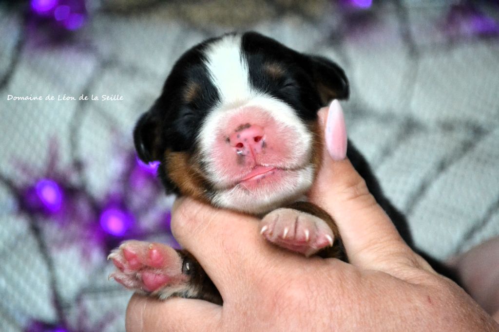 du Domaine De Léon De La Seille - Chiots disponibles - Bouvier Bernois