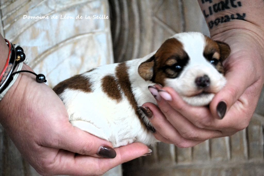 du Domaine De Léon De La Seille - Chiots disponibles - Jack Russell Terrier