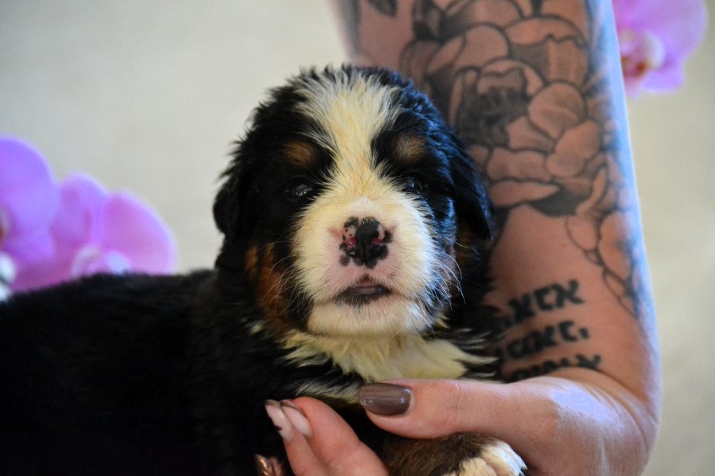 du Domaine De Léon De La Seille - Chiots disponibles - Bouvier Bernois