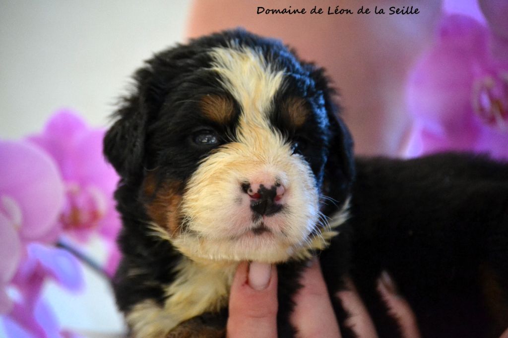 du Domaine De Léon De La Seille - Chiots disponibles - Bouvier Bernois