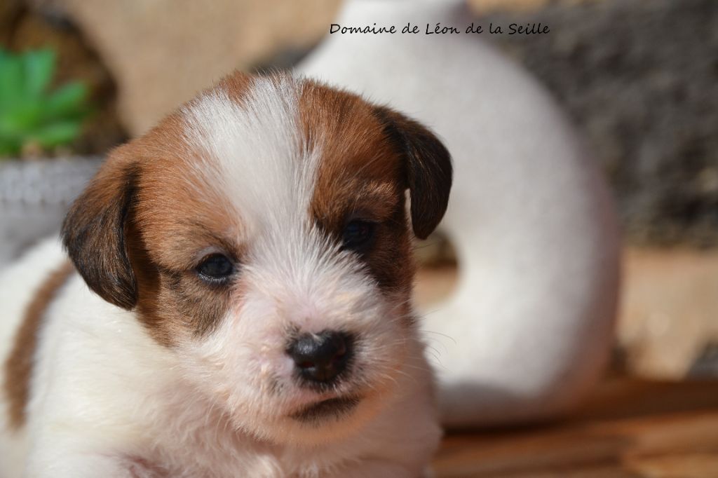 du Domaine De Léon De La Seille - Chiots disponibles - Jack Russell Terrier