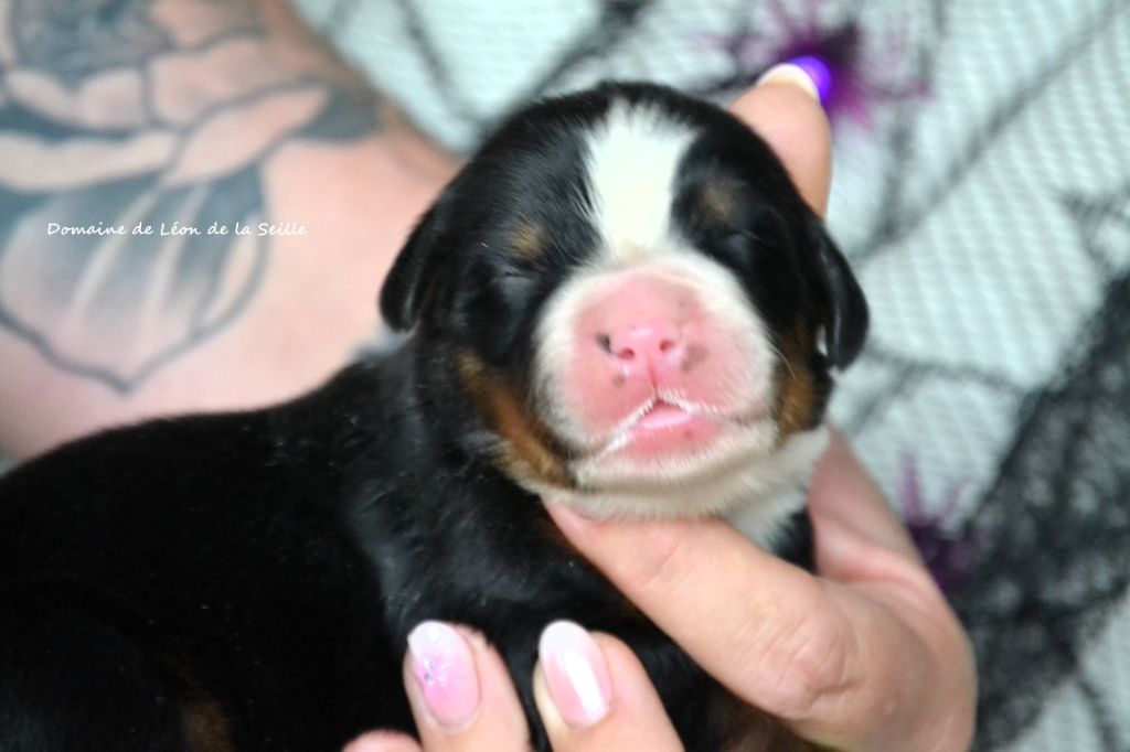 du Domaine De Léon De La Seille - Chiots disponibles - Bouvier Bernois