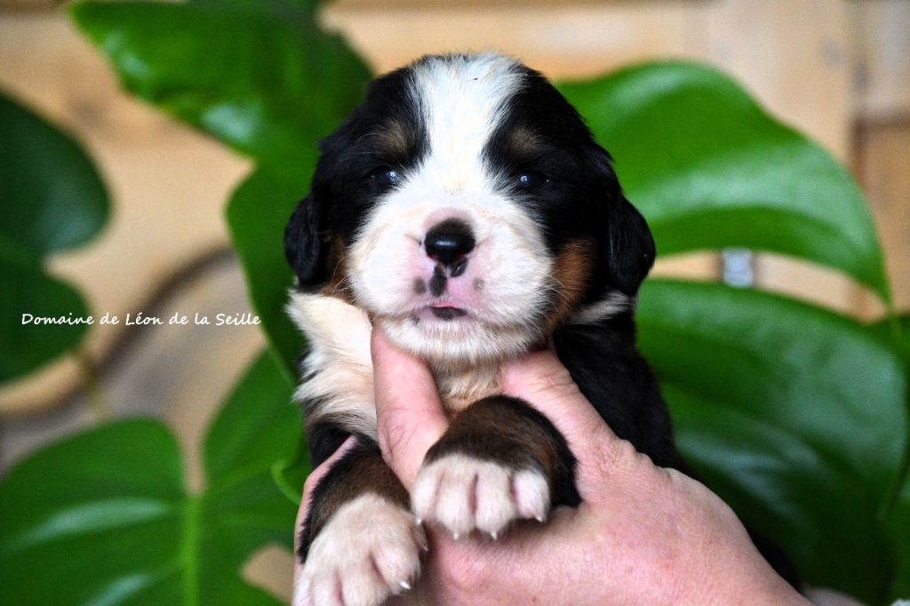 du Domaine De Léon De La Seille - Chiots disponibles - Bouvier Bernois