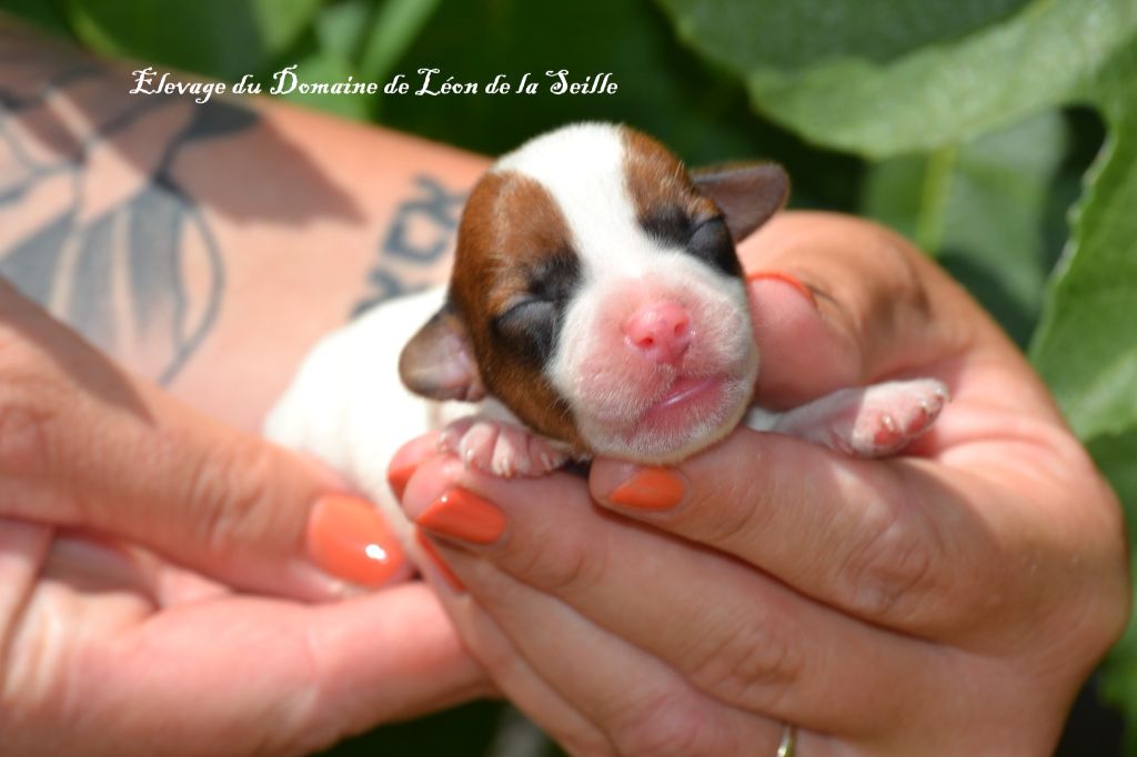 du Domaine De Léon De La Seille - Chiots disponibles - Jack Russell Terrier