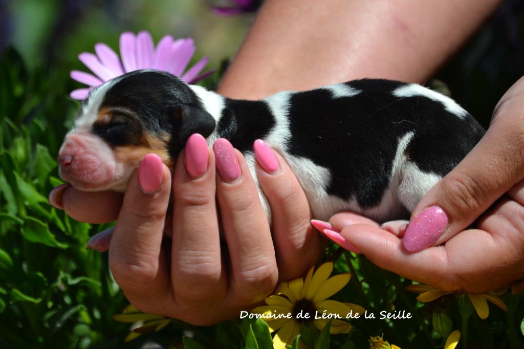 du Domaine De Léon De La Seille - Chiots disponibles - Basset Hound