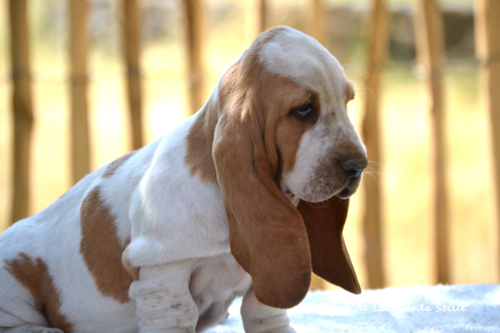 Chiot Basset Hound du Domaine De Léon De La Seille