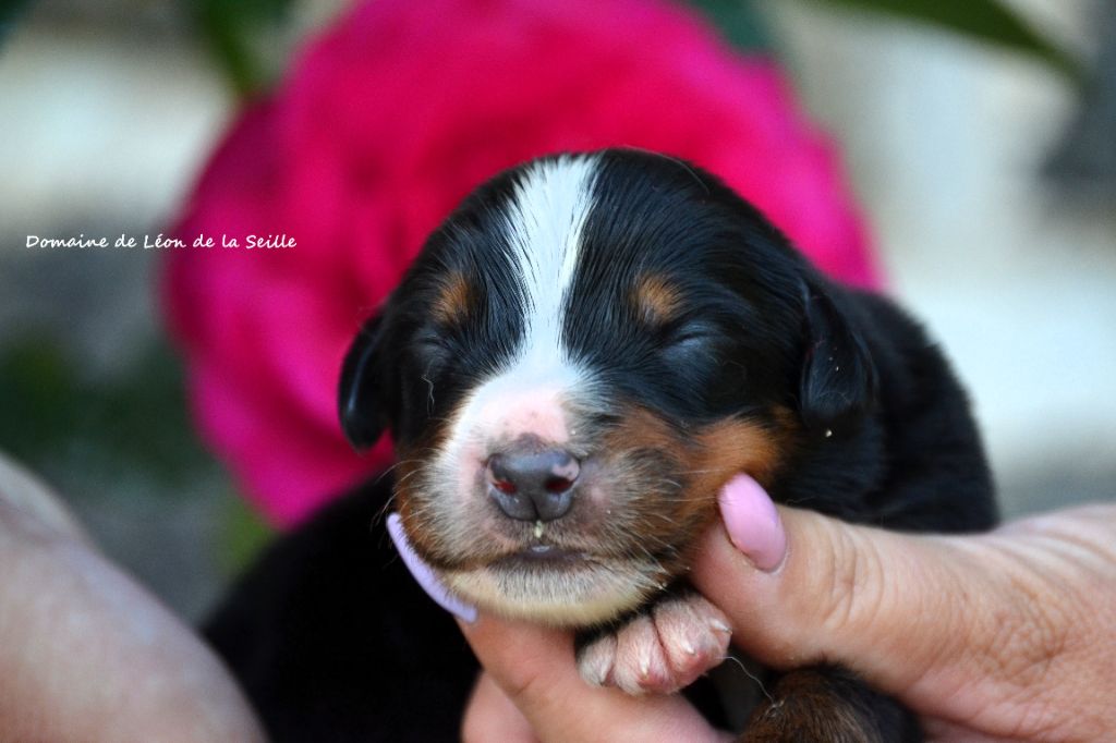 du Domaine De Léon De La Seille - Chiots disponibles - Bouvier Bernois