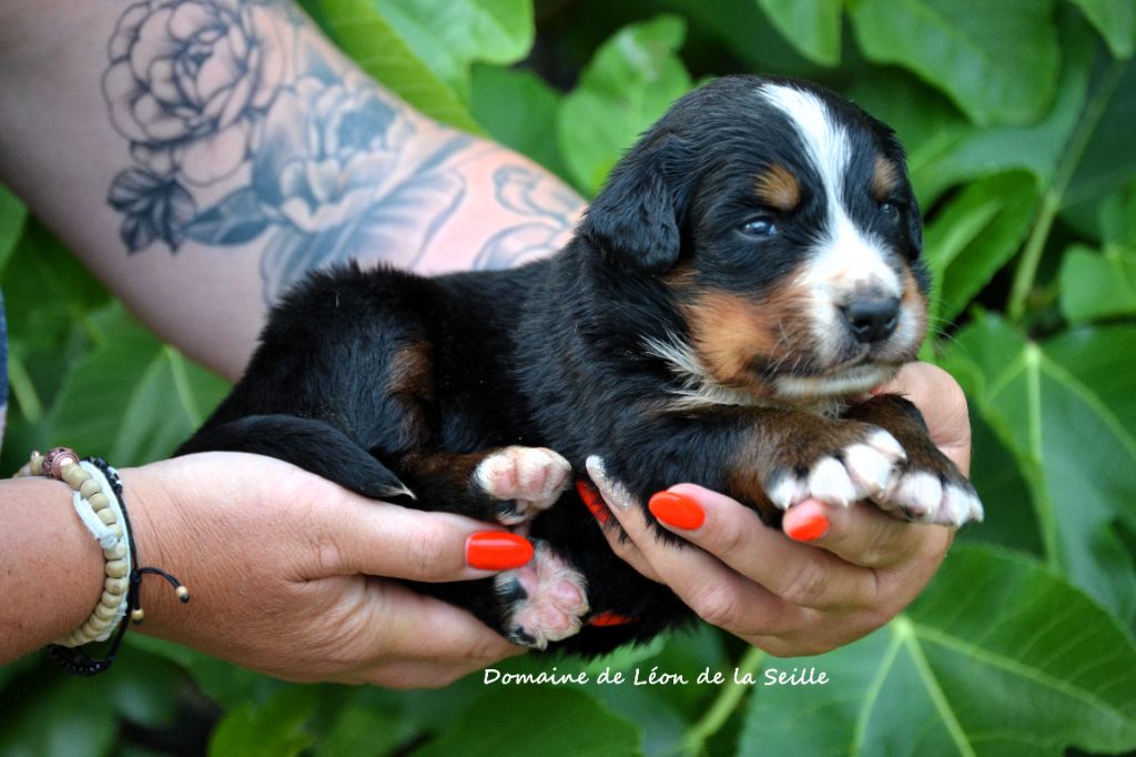 du Domaine De Léon De La Seille - Chiots disponibles - Bouvier Bernois