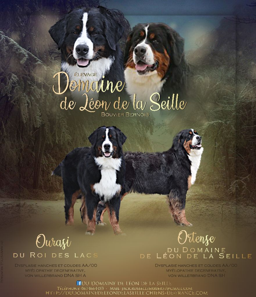 Chiot Bouvier Bernois du Domaine De Léon De La Seille