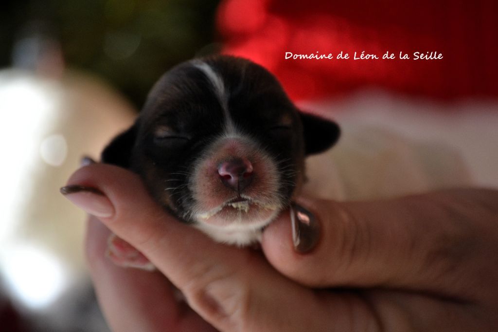 du Domaine De Léon De La Seille - Chiots disponibles - Jack Russell Terrier