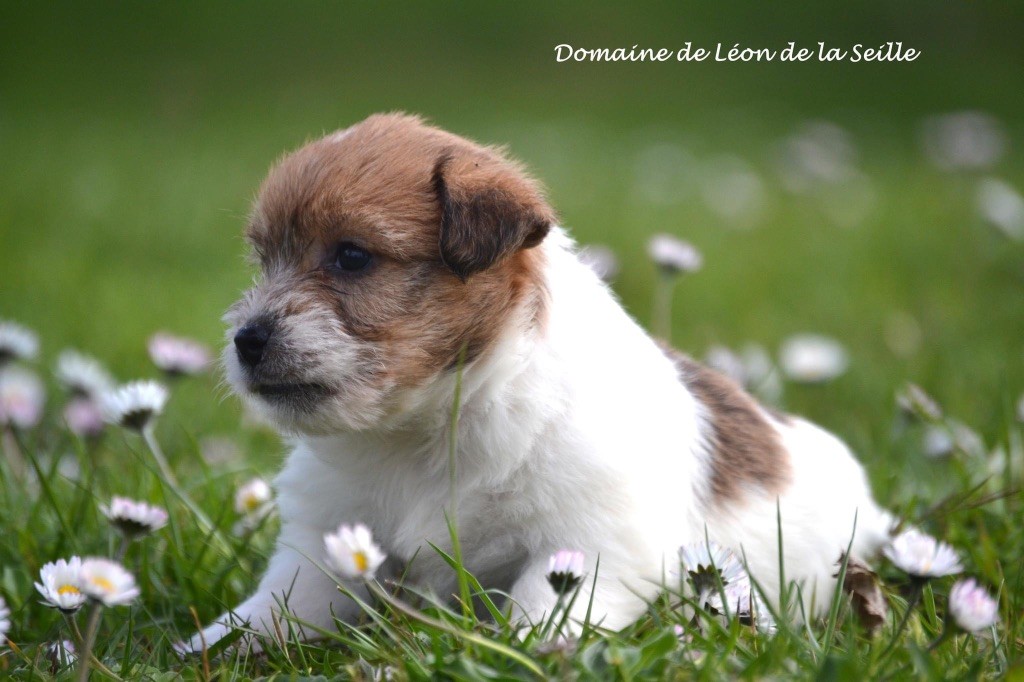 Chiot Jack Russell Terrier du Domaine De Léon De La Seille