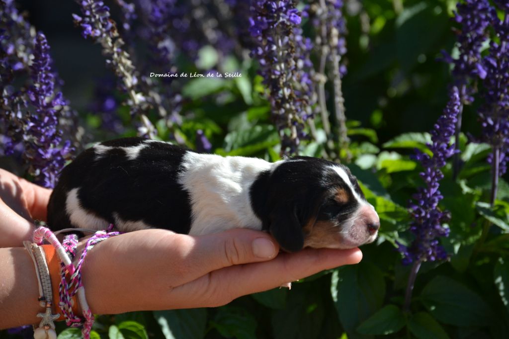 du Domaine De Léon De La Seille - Chiots disponibles - Basset Hound