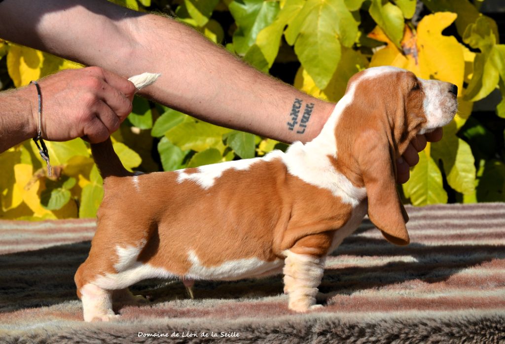 du Domaine De Léon De La Seille - Basset Hound - Portée née le 21/08/2025